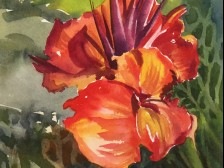 Canna Lily 1
