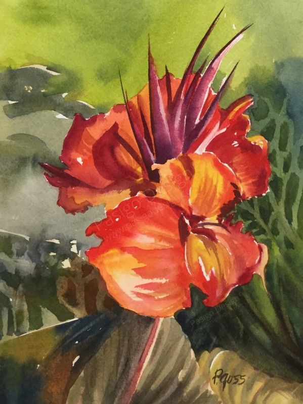 Canna Lily 1 Canna Lily 1