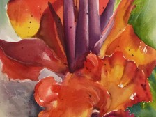 Canna Lily 2