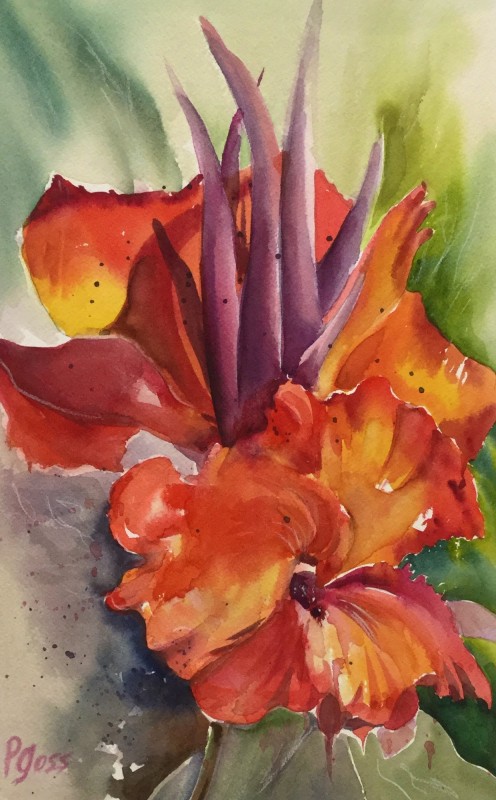 Canna Lily 2 Canna Lily 2