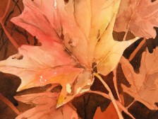 Fall Highlights