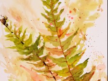 Ferns